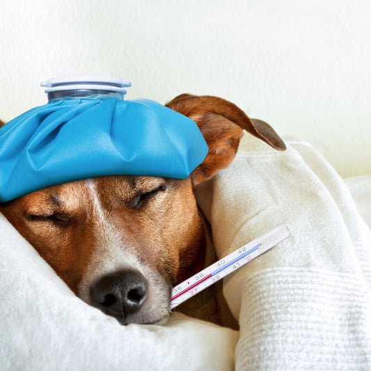 Is your Clothing making you sick? - Steel Pony